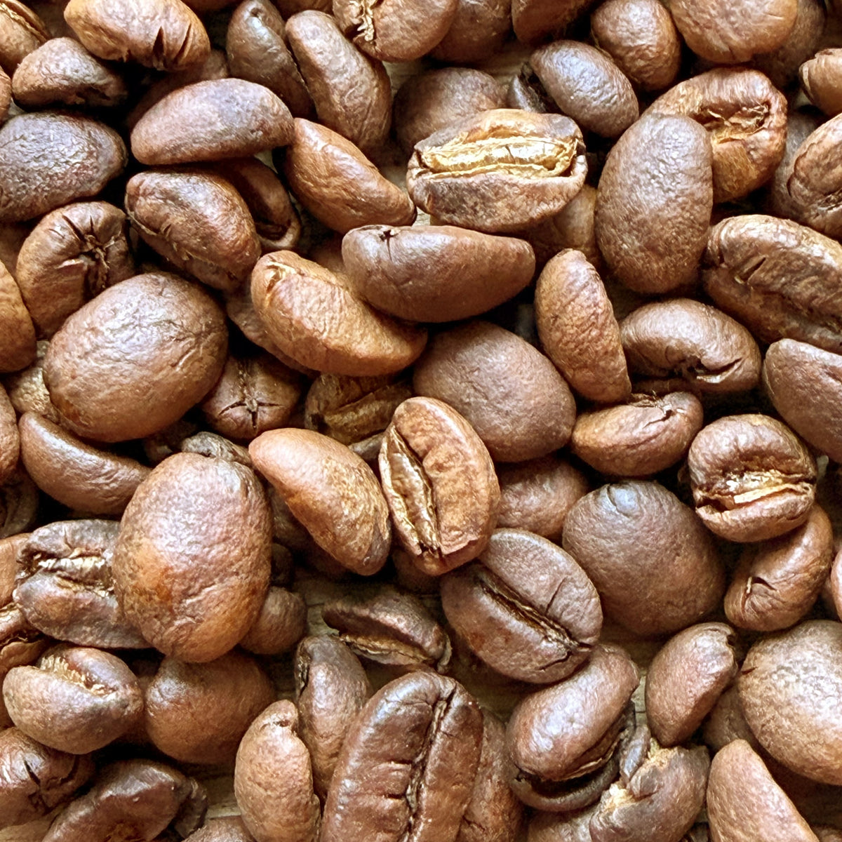 House Light roast coffee beans — close-up of the roasted beans