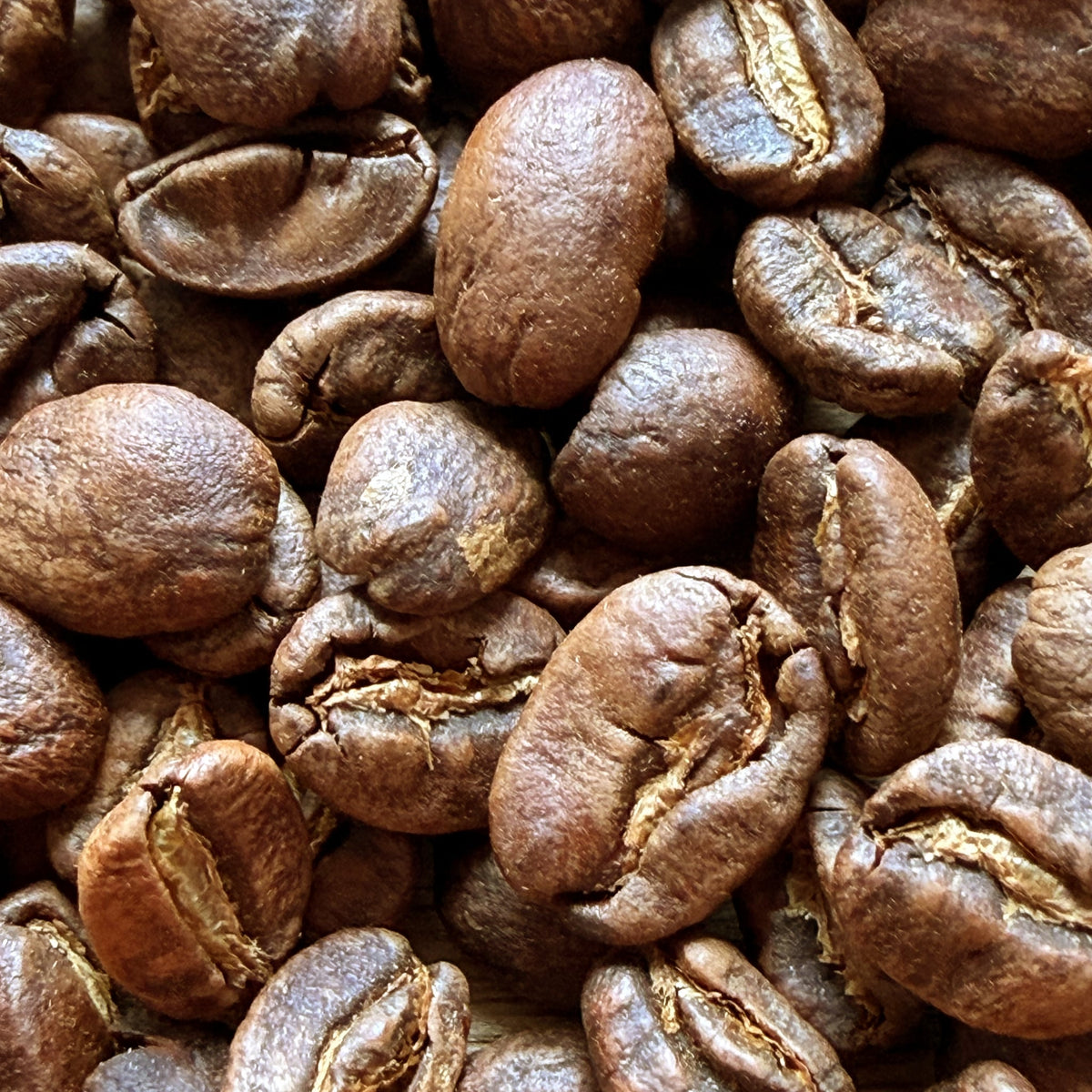 Specialty Medium Light roast coffee beans — close-up of the roasted beans